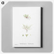 2-31_Histoire-des-Plantes-Grasses_canvas