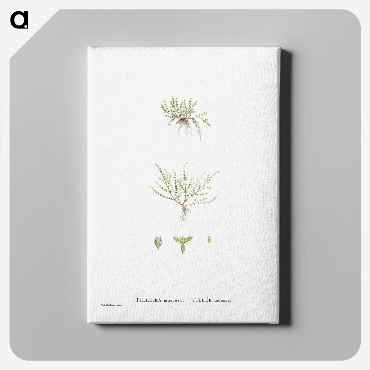 2-31_Histoire-des-Plantes-Grasses_canvas