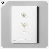 2-31_Histoire-des-Plantes-Grasses_canvas