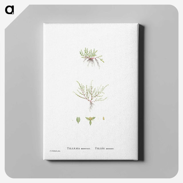 2-31_Histoire-des-Plantes-Grasses_canvas