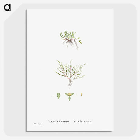 2-31_Histoire-des-Plantes-Grasses_picture-crop