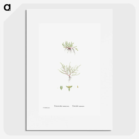 2-31_Histoire-des-Plantes-Grasses_picture