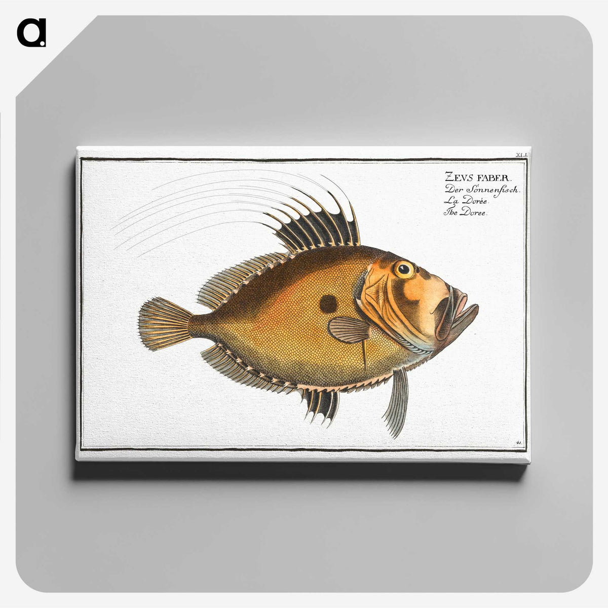 2-31_Ichtyologie-ou-Histoire-naturelle_canvas