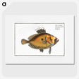 2-31_Ichtyologie-ou-Histoire-naturelle_picture