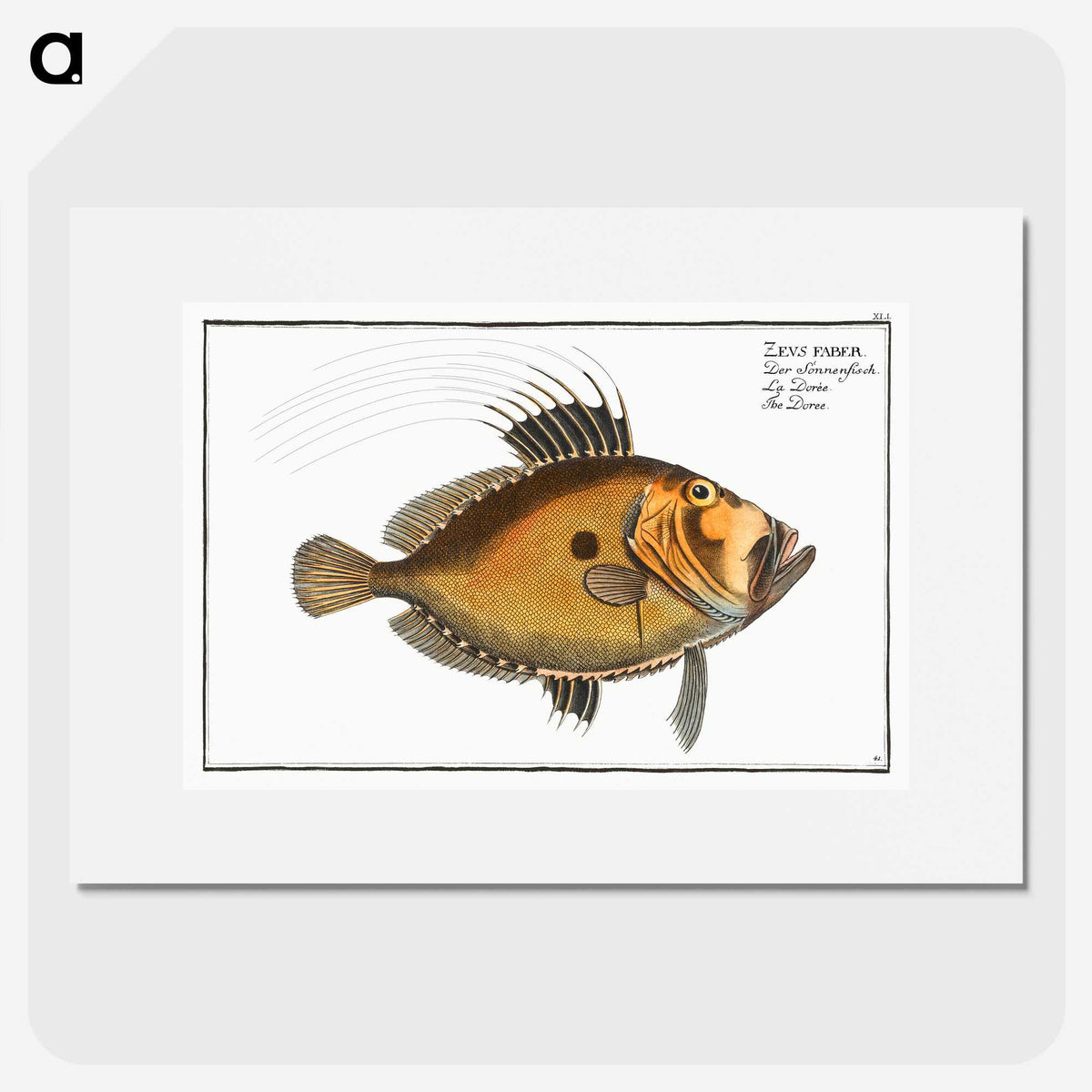 2-31_Ichtyologie-ou-Histoire-naturelle_picture