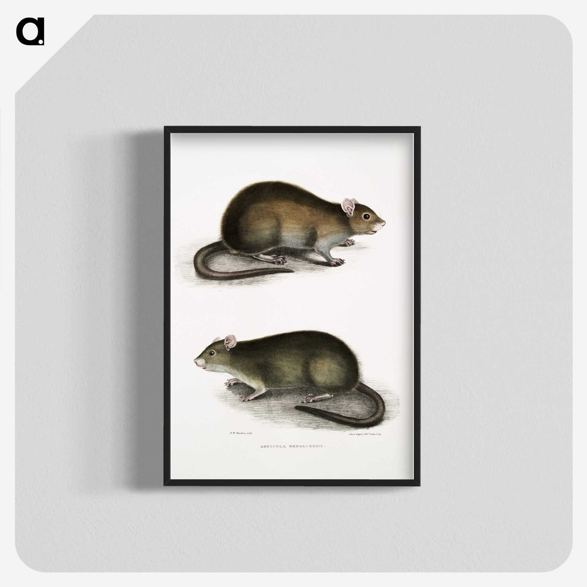 2-31_Indian-Zoology_blk-crop