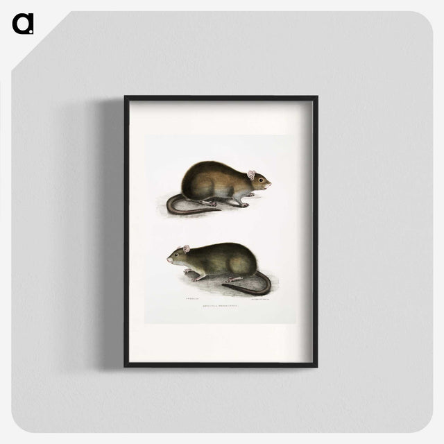 2-31_Indian-Zoology_blk