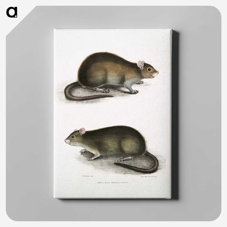 2-31_Indian-Zoology_canvas