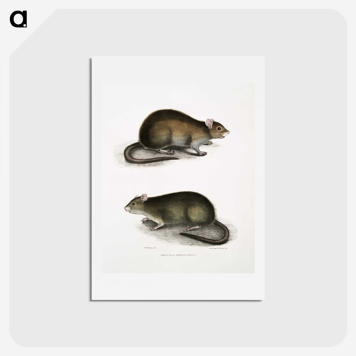 2-31_Indian-Zoology_hagaki