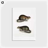 2-31_Indian-Zoology_hagaki