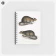 2-31_Indian-Zoology_memo