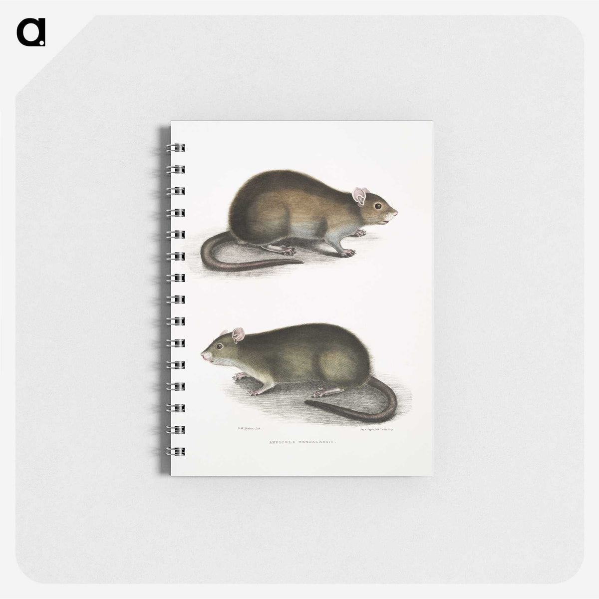 2-31_Indian-Zoology_memo