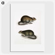 2-31_Indian-Zoology_picture