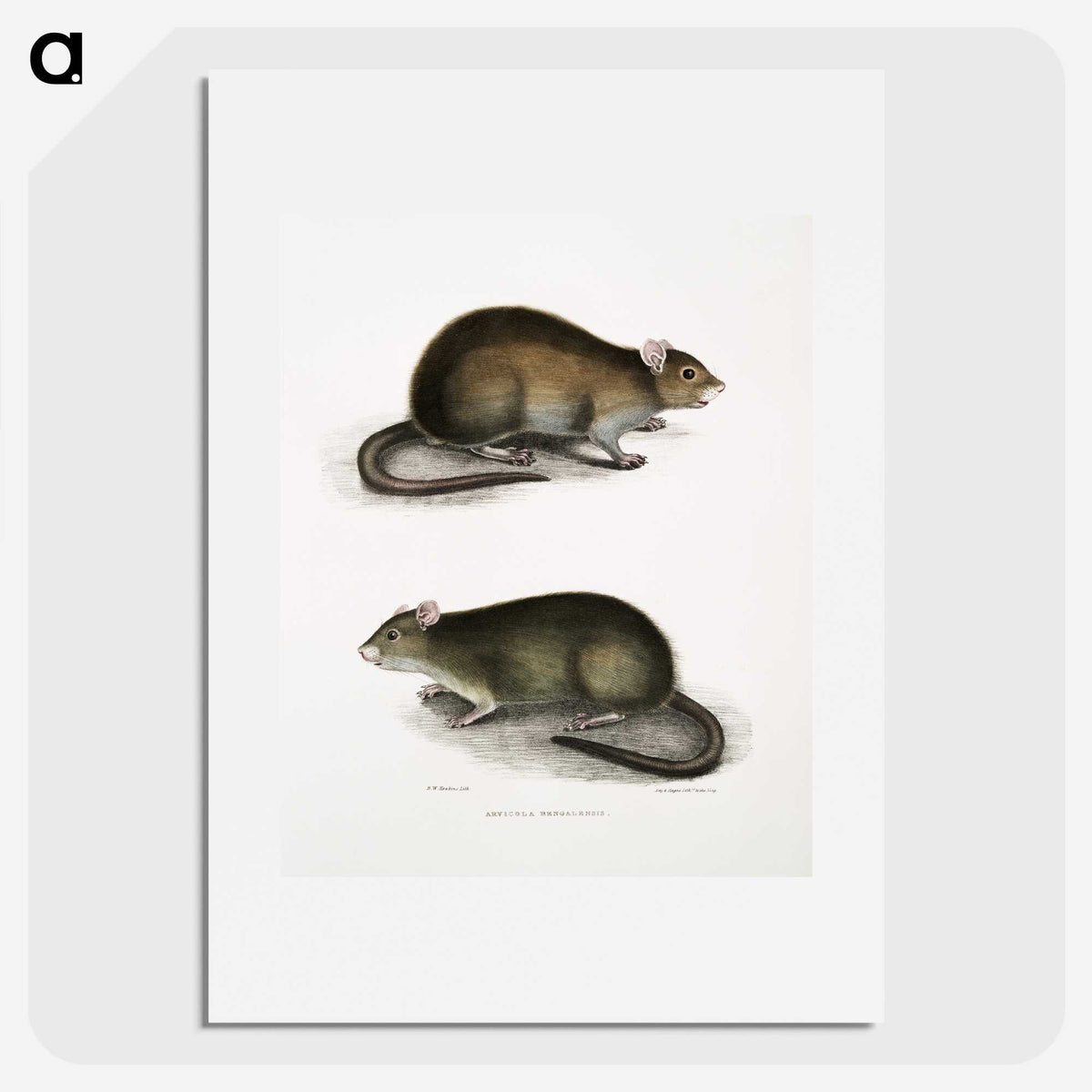 2-31_Indian-Zoology_picture