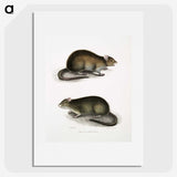 2-31_Indian-Zoology_picture