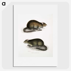 2-31_Indian-Zoology_picture