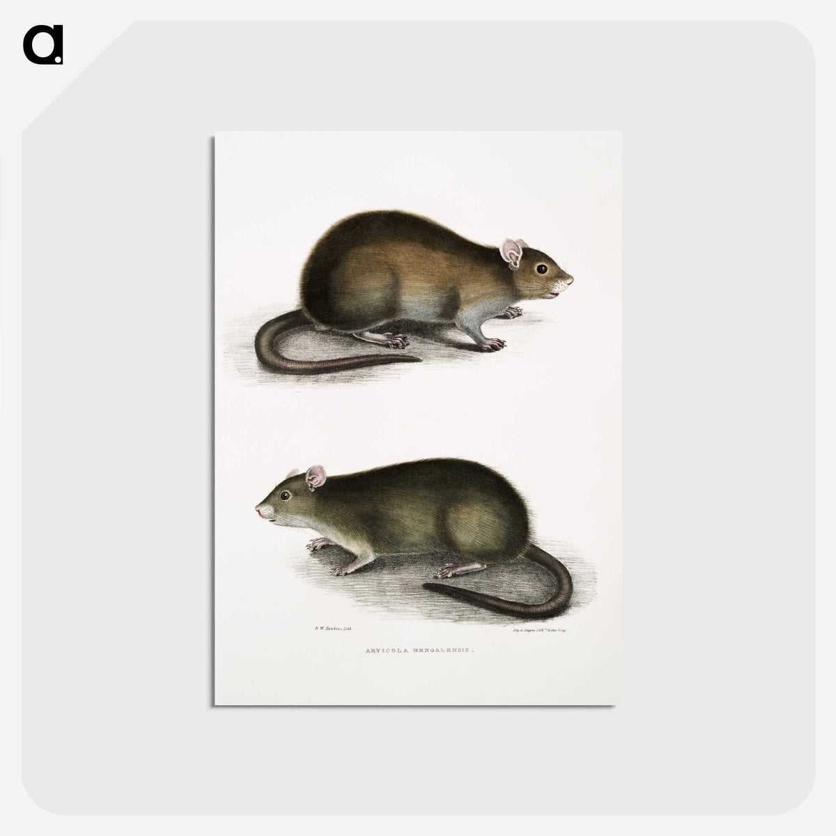 2-31_Indian-Zoology_postcard