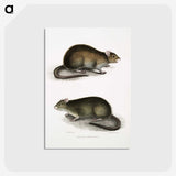 2-31_Indian-Zoology_postcard