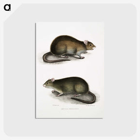 2-31_Indian-Zoology_postcard