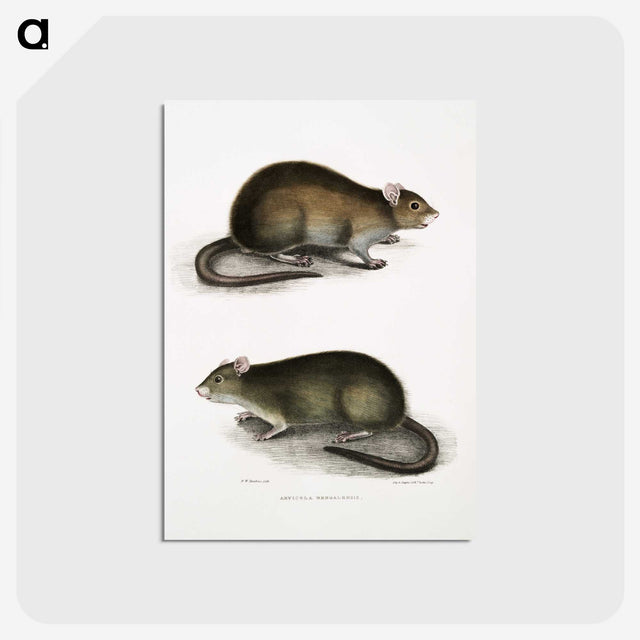 2-31_Indian-Zoology_postcard