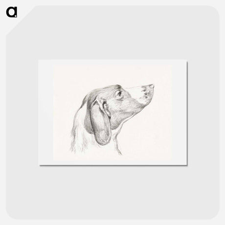 アートポストカード-Head of a dog - ジャン ベルナール Postcard.