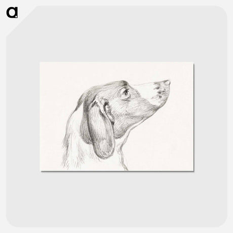 アートポストカード-Head of a dog - ジャン ベルナール Postcard.