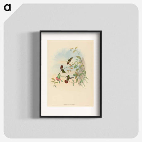 2-31_John-Gould_blk