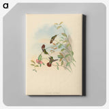 2-31_John-Gould_canvas