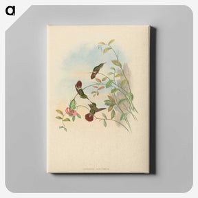 2-31_John-Gould_canvas