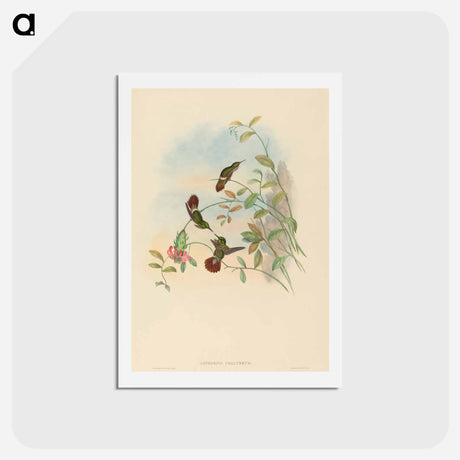 アートポストカード-Festive Coquette
 - ジョン グールド Postcard.