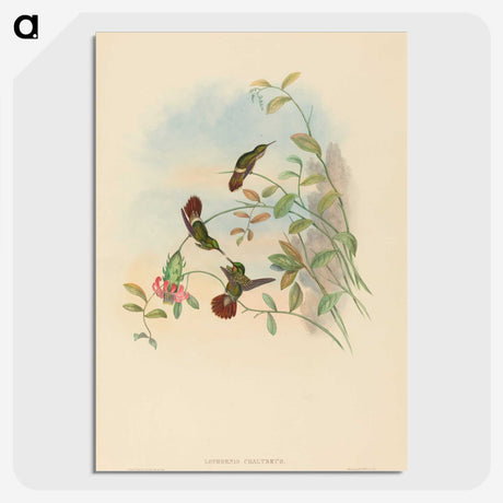 2-31_John-Gould_picture-crop