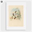 2-31_John-Gould_picture