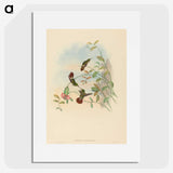 2-31_John-Gould_picture