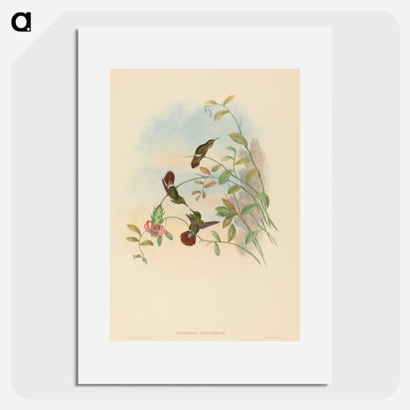 2-31_John-Gould_picture