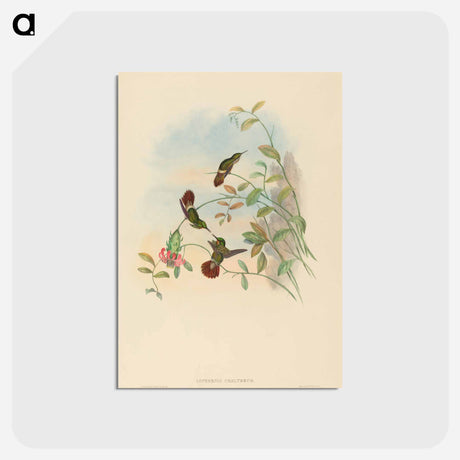 アートポストカード-Festive Coquette
 - ジョン グールド Postcard.