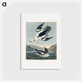 アートポストカード-Smew or White Nun
 - ジョン ジェームス オーデュボン Postcard.