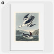 2-31_John-James-Audubon_picture
