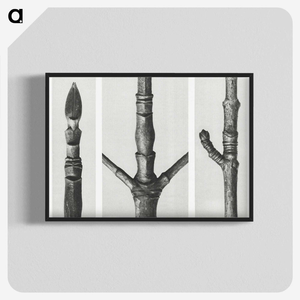 2-31_Karl-Blossfeldt_blk-crop