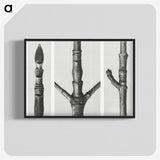 2-31_Karl-Blossfeldt_blk-crop