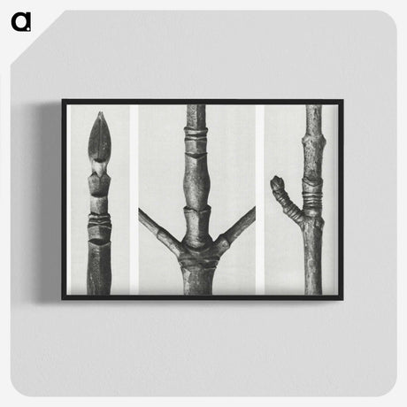 2-31_Karl-Blossfeldt_blk-crop