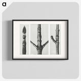 2-31_Karl-Blossfeldt_blk