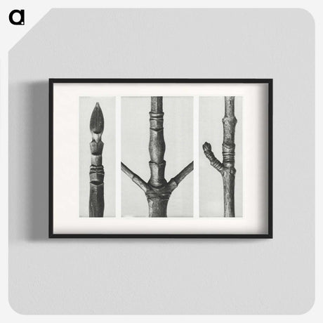 2-31_Karl-Blossfeldt_blk