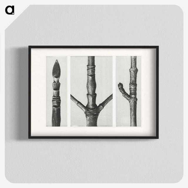 2-31_Karl-Blossfeldt_blk