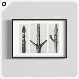 End of Cornus Nuttallii Branch - カール ブロスフェルト Poster.