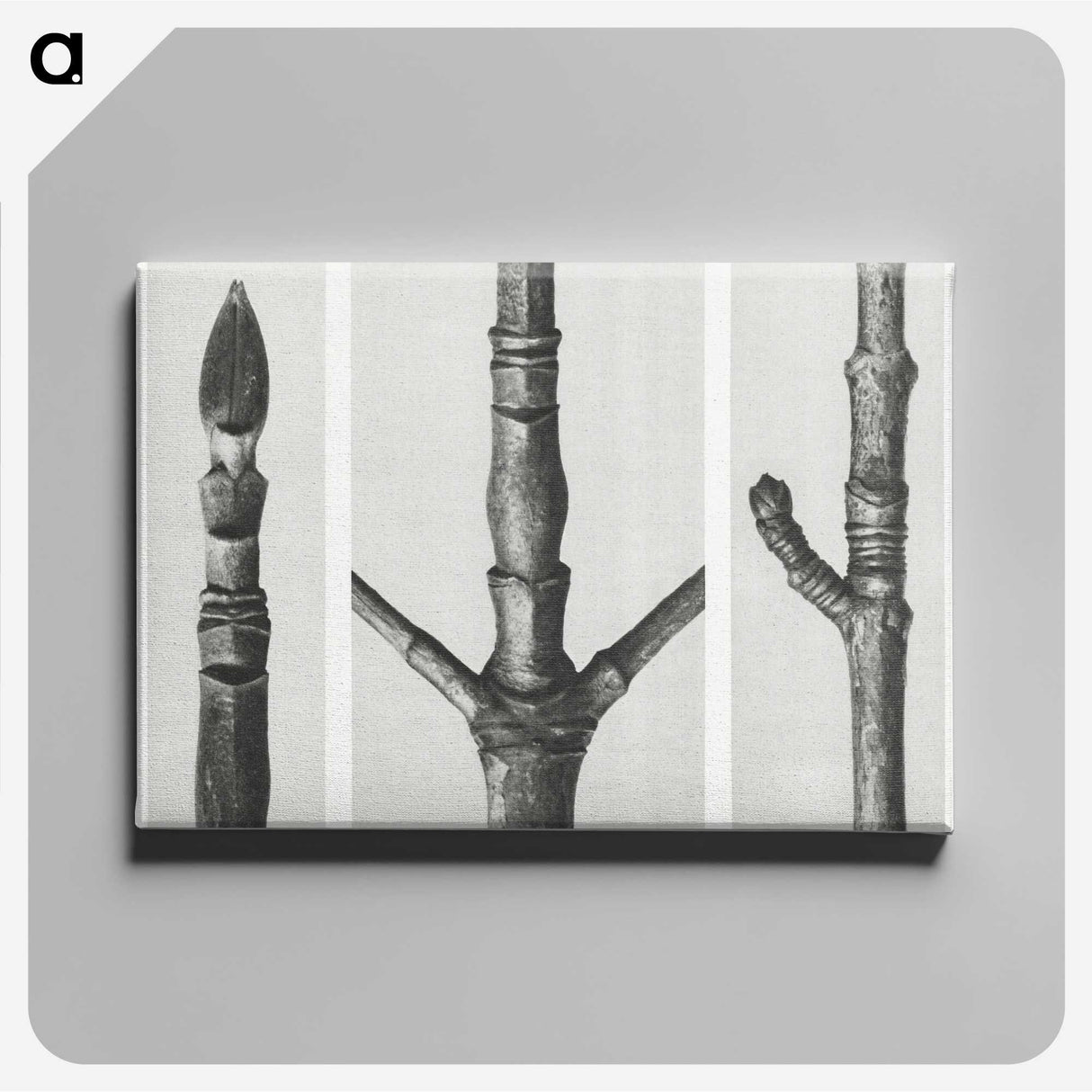 2-31_Karl-Blossfeldt_canvas
