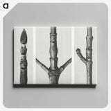 2-31_Karl-Blossfeldt_canvas