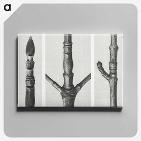 2-31_Karl-Blossfeldt_canvas