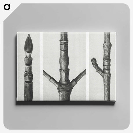2-31_Karl-Blossfeldt_canvas