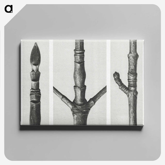 2-31_Karl-Blossfeldt_canvas