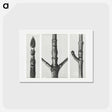 アートポストカード-End of Cornus Nuttallii Branch - カール ブロスフェルト Postcard.